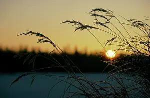 Tributary: Dry grasses in sunrise over frozen river Hudosey