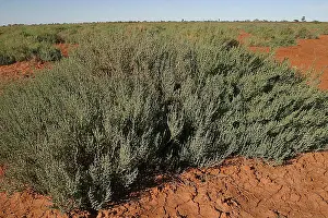 Remain: Dry lakebed Succulent - This species flourishes