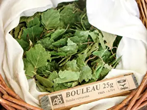 Betula: Dry plant (Betula verrucosa) for infusion with its