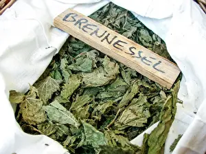Phytotherapy: Dry plant (Urtica) for infusion with its name in