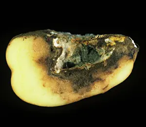 Fusarium: Dry rot mycelium and cavity