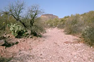 Pipe: Dry wash, Organ Pipe National Monument
