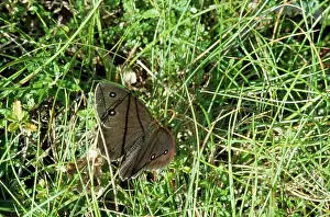 Dryas: Dryad BUTTERFLY