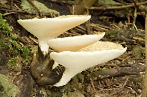 Saddles: Dryad's Saddle - growing on sycamore stump