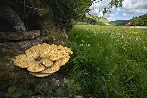 Bracket: Dryad's Saddle - Muker Meadow - Swaledale - Yorkshire