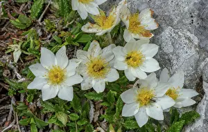 Angiosperm: Dryas octopetala, mountain avens, in flower on h