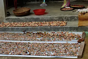 Tradition: Drying Areca nut or Betel nut