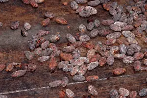 Dietary: Drying Cacao Beans