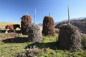 Pteridium: Drying ferns Valley Baztan Pyrenenes Navarra Spain
