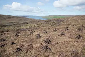Firewood: Drying firewood