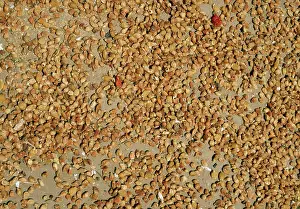 Alcoholic: Drying flowers of Mahua / Honey Tree / Madhuka