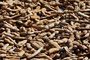 Tradition: Drying Fruits of the tamarind tree (Tamarindus indica)