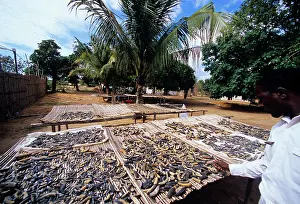 Mozambique: Drying Shark Fins and Sea Cucumbers