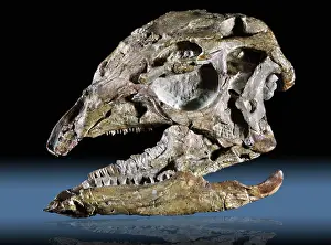 Dinosauria: Dryosaurus fossil
