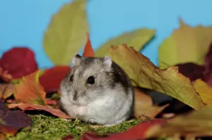 Agouti: Dsungarian dwarf hamster, agouti, sitting on moss