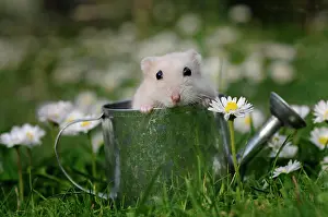 Watering: Dsungarian dwarf hamster (Phodopus sungorus), cream