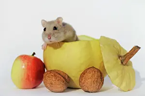 Sapphire: Dsungarian dwarf hamster, sapphire, looking from