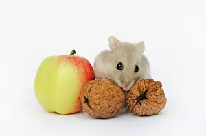 Sapphire: Dsungarian dwarf hamster, sapphire, sits between