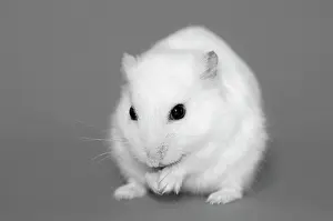 Monochrome: Dsungarian dwarf hamster, white, cleaning, Austria