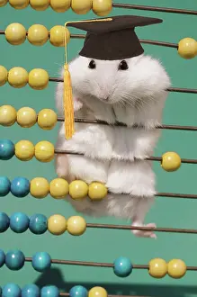 220719: Dsungarian dwarf hamster, white, climbs on slide