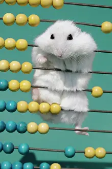 Climbs: Dsungarian dwarf hamster, white, climbs on slide