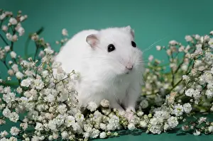 Veil: Dsungarian dwarf hamster, white, sits in veil herb