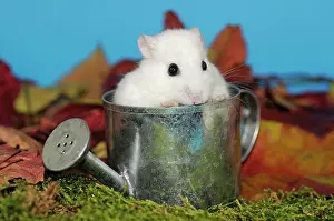 Dsungarian: Dsungarian dwarf hamster, white, sitting in a small