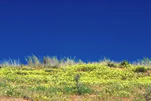 Tribulus: Dubbeltjie flowers after good rainfall