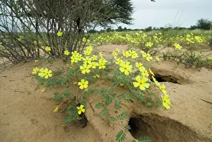 Tribulus: Dubbeltjie flowers after good rainfall