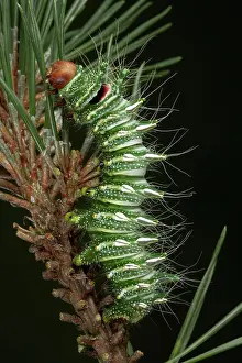 Luna: Dubernard's Luna Moth - Caterpillar