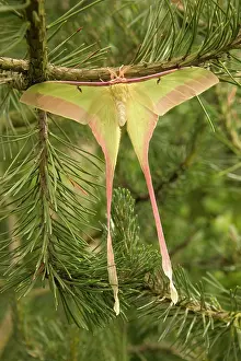 Moons: Dubernard's Luna Moth - Male