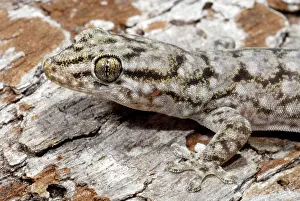 Geckoes: Dubious Dtella