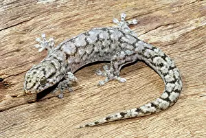Geckoes: Dubious Dtella