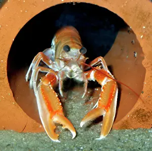Norvegicus: Dublin Bay Prawn / Scampi / Norway Lobster