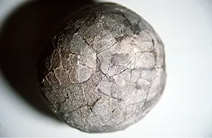 Dinosaur: Duck-Billed Dinosaur Egg