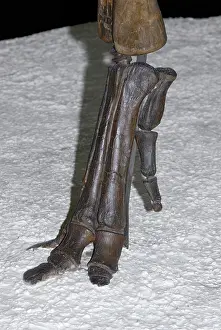 Ornithopod: Duck-billed dinosaur foot