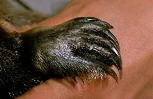 Toes: Duck-billed / Duckbill Platypus - close up of foot