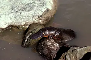 Anatinus: Duck-billed / Duckbill Platypus - Crawling over rocks