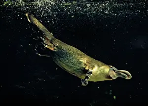 Anatinus: Duck-billed / Duckbill Platypus swimming underwater