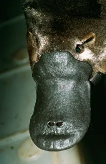 Anatinus: Duck-billed Platypus - adult male