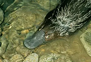 Anatinus: Duck-billed PLATYPUS - close-up of head, in water