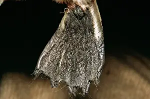 Anatinus: Duck-billed Platypus - front foot