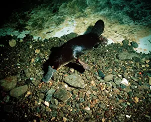 Anatinus: Duck-billed Platypus - foraging for food underwater