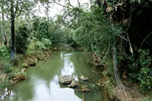 Anatinus: Duck-billed Platypus habitat