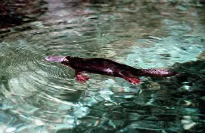 Anatinus: Duck-billed Platypus - near surface on water