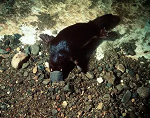 Anatinus: Duck-billed Platypus - searching for food in stream