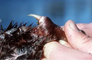 Hand: Duck-billed PLATYPUS - spur revealed by hand