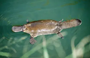 Anatinus: Duck-billed Platypus - On surface near bank of creek