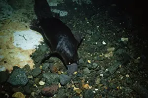 Anatinus: Duck-billed / Platypus - underwater