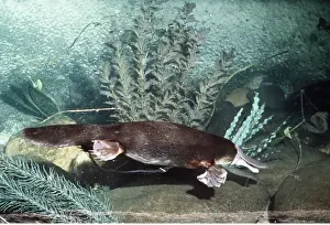 Webbed: Duck-billed PLATYPUS - underwater